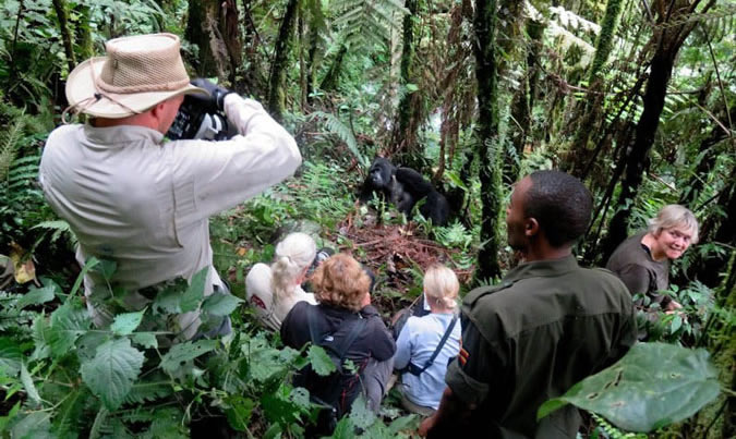 Gorilla Habituation Experience