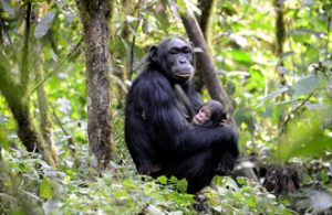 Primate safaris Uganda