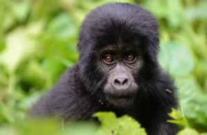 Trek gorillas