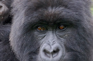 2 Days Rwanda Gorilla Tour