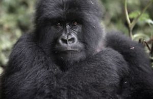 Mountain gorillas