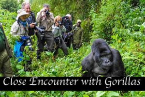 Gorilla safaris