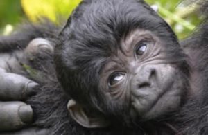 Gorilla Tours Bwindi