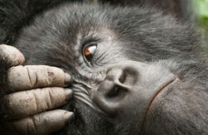 Gorilla Trekking Tours