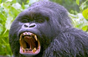 Uganda gorilla tours