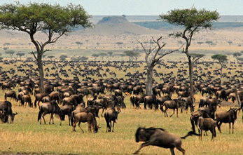 Wildbeest Migration