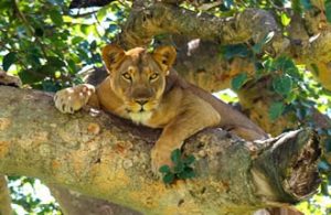 Queen Elizabeth National park