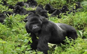 gorilla trekking in Rwanda | Rwanda Gorilla Tour