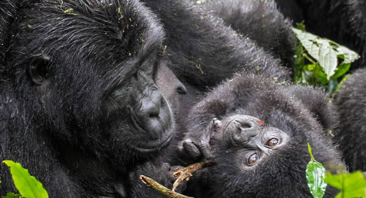 Gorilla Trekking Uganda