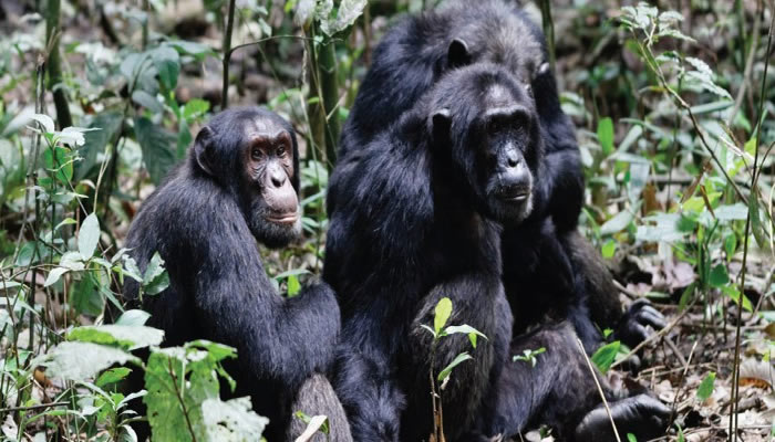 Chimpanzee tracking