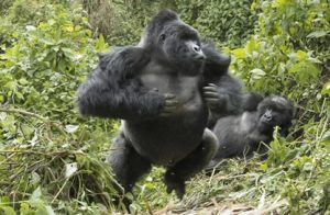 what to do when a gorilla charges