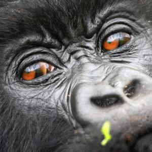 Gorilla trekking guide