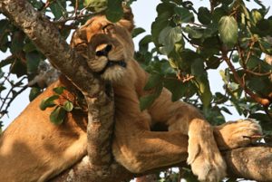 Tree Climbing Lions in Ishasha Sector
