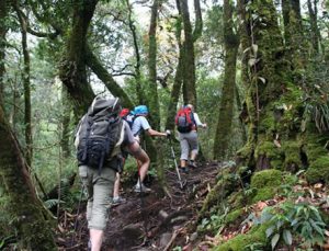 How long is gorilla trekking