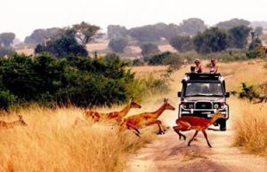 Game Viewing in Uganda | Rwanda Gorilla Tour Queen Elizabeth NP