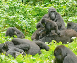 Gorilla Family in Rwanda | Rwanda Gorilla Tour Rwanda Gorilla Groups