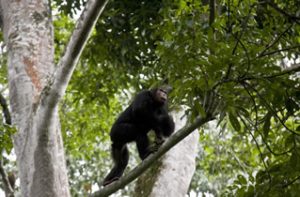 Nyungwe Chimpanzee Tours | Rwanda Gorilla Tour Chipanzee trekking in Nyungwe Forest