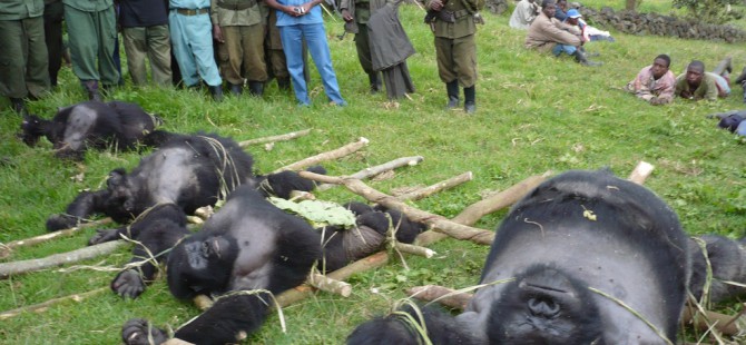 threats to mountain gorillas