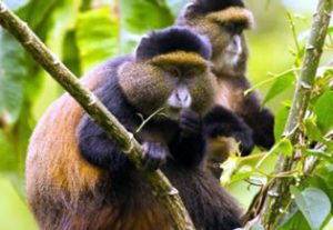 Golden Monkey Trekking | Rwanda Gorilla Tour where to trek golden monkeys in Uganda