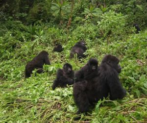 Gorilla family in Mgahinga | Rwanda Gorilla Tour Rwanda gorilla family migrates to Uganda