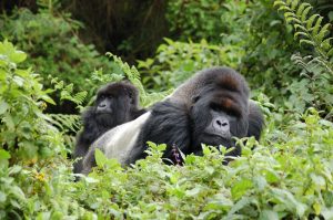 Gorillas in Bwindi | Rwanda Gorilla Tour Uganda gorilla tours