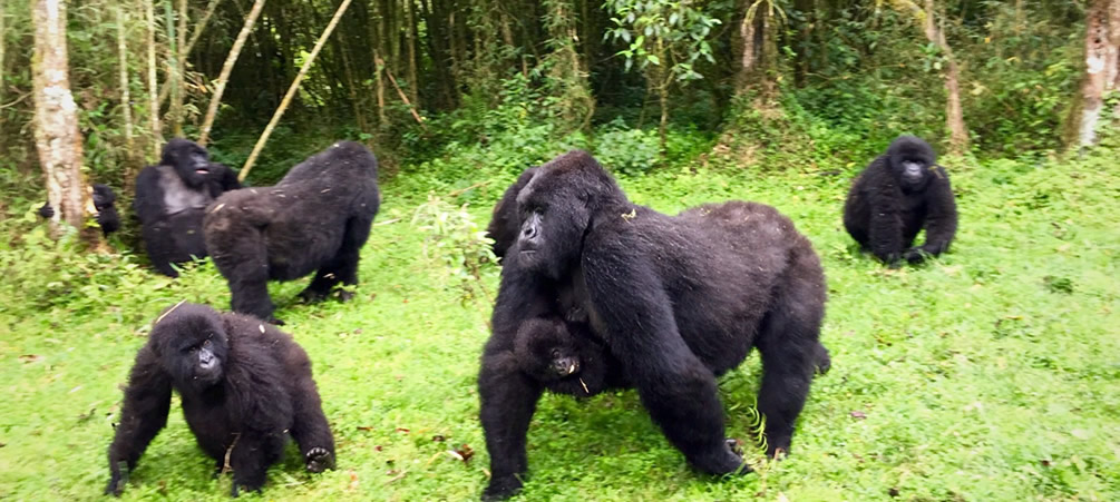 Gorilla trekking guide