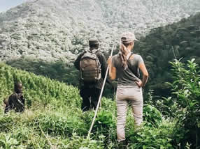 Solo Gorilla Tekking | Rwanda Gorilla Tour Can i trek gorillas solo