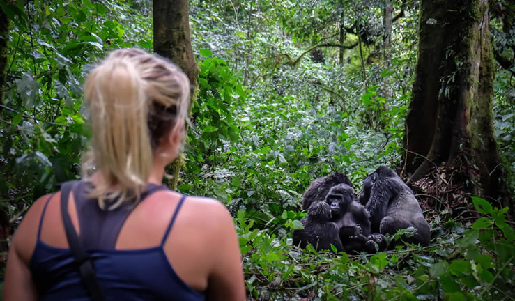 How to trek gorillas solo