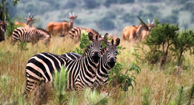 Park entrance fees to Akagera National Park