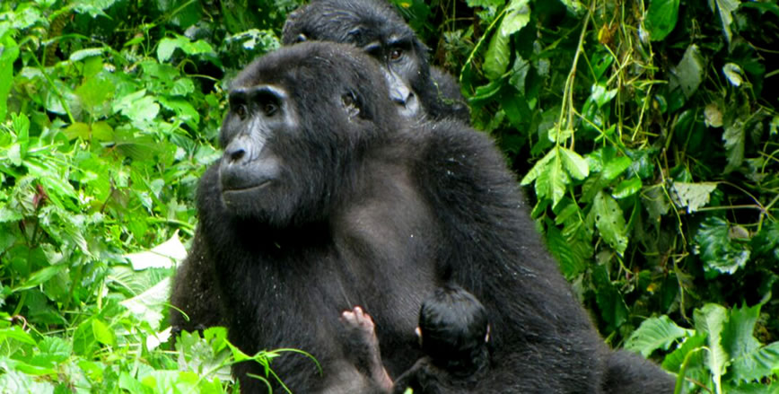 New baby gorilla born in Rushegura Family