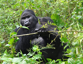 Gorillas in Uganda | Rwanda Gorilla Tour Where to trek gorillas in Uganda