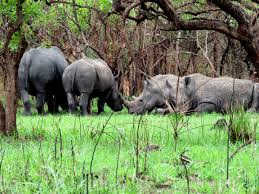 Rhinos at Zziwa | Rwanda Gorilla Tour Rhino tracking in Uganda