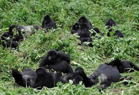 Rushegura Gorilla Family | Rwanda Gorilla Tour Gorilla Families in Bwindi