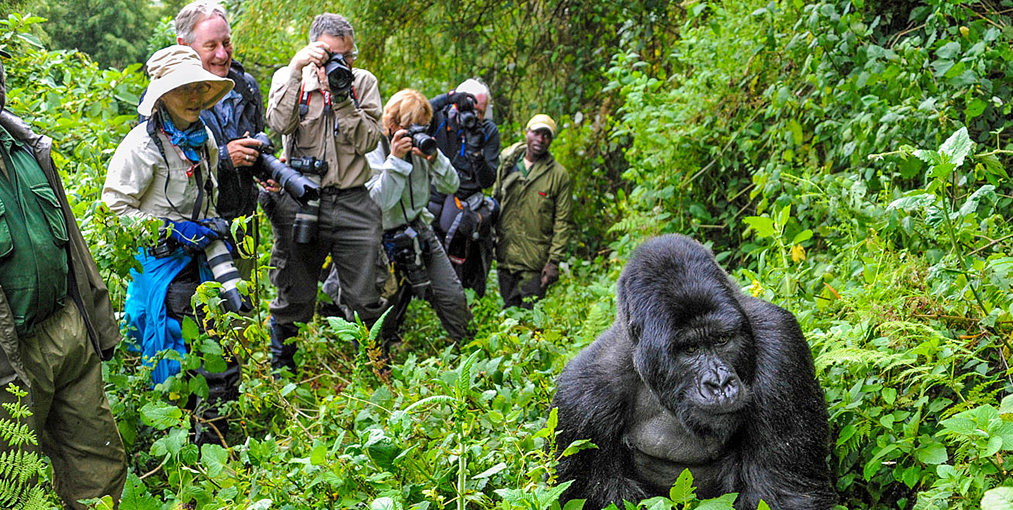 Gorilla trekking time