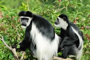 Rwanda's natural wonders