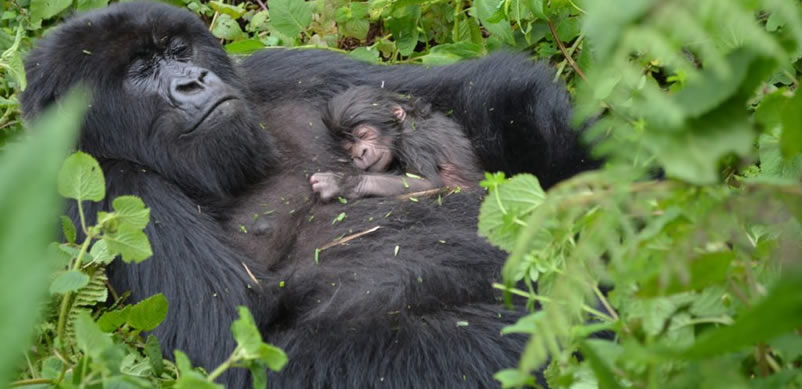 Gorilla Trekking in Africa