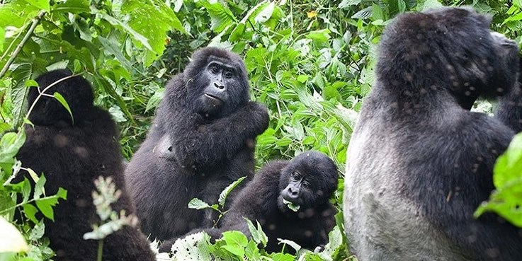 Bwndi Gorilla Families