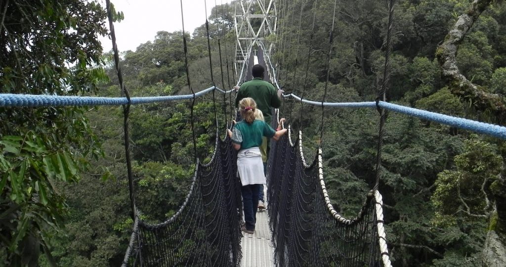 Activities in Nyungwe Forest National park