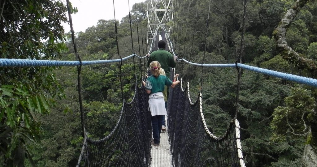 Canopy Walk in Nyungwe Forest National Park | Rwanda Gorilla Tour