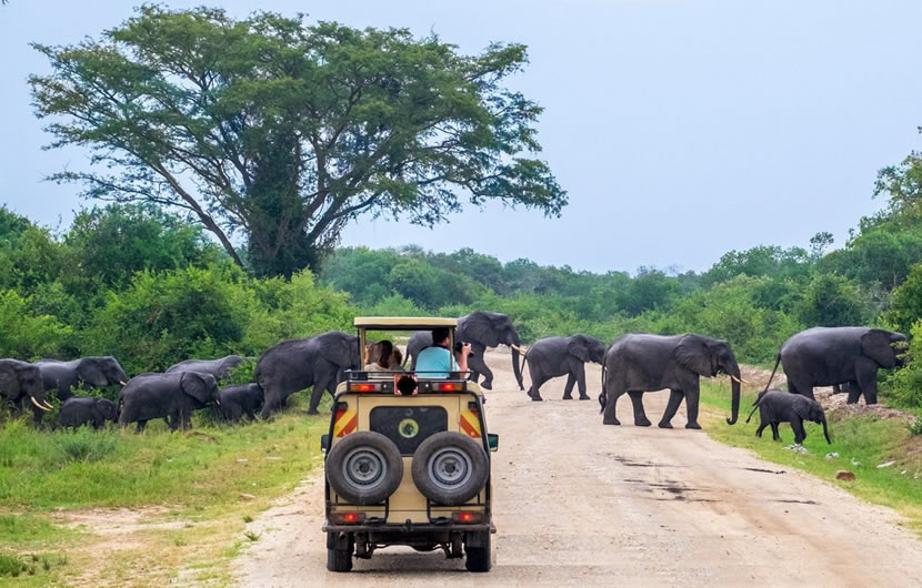 Game Safaris in Uganda