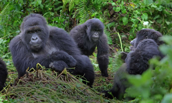 gorilla trekking