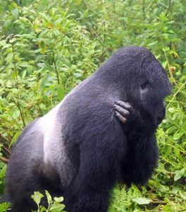 Gorilla trekking in Uganda | Rwanda Gorilla Tour Uganda reopens for tourism