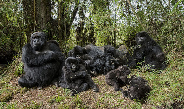 baby gorillas playing