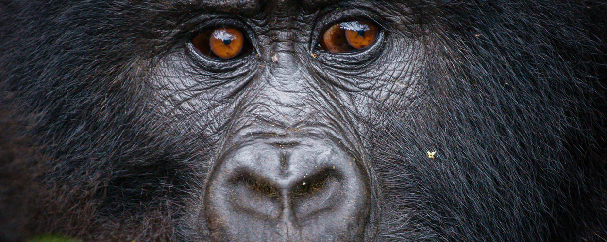 silverback ape silverback ape