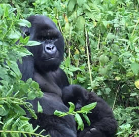 Gorillas in Volcanoes National Park | Rwanda Gorilla Tour Why visit Rwanda