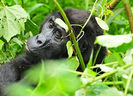 Discounted gorilla permits in Uganda
