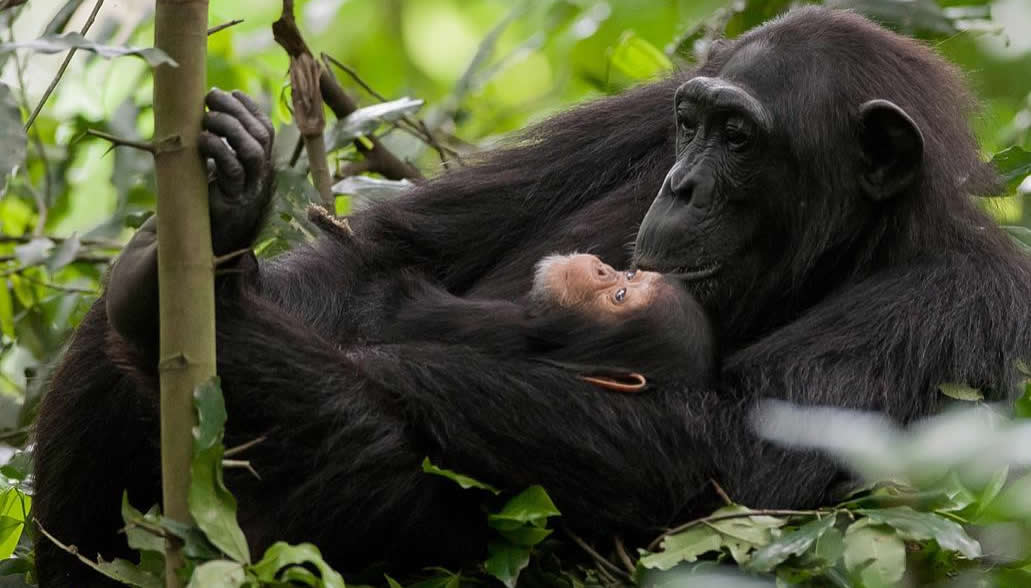 Discounted gorilla and chimpanzee permits in Uganda