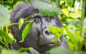 gorilla tours