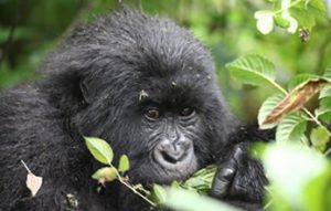 gorilla tours