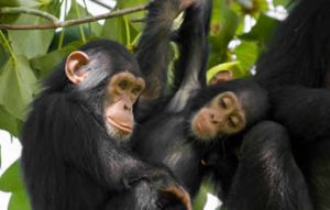 gorilla tours